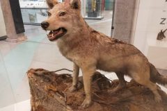 Museum im Lavanthaus 2024